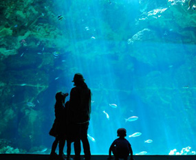 水族館のイメージ