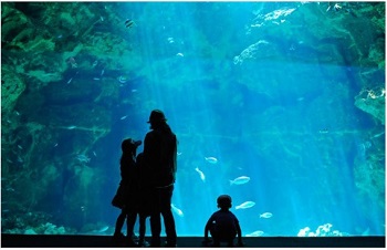 水族館の写真